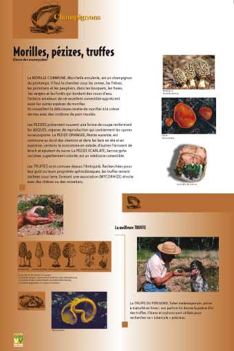 Panneau de l'exposition Champignons