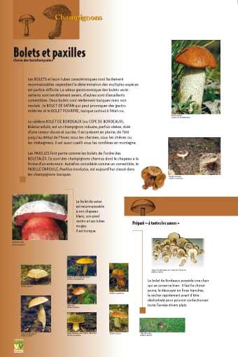Panneau de l'exposition Champignons