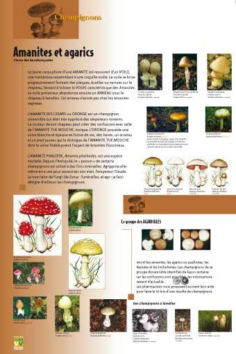 Panneau de l'exposition Champignons