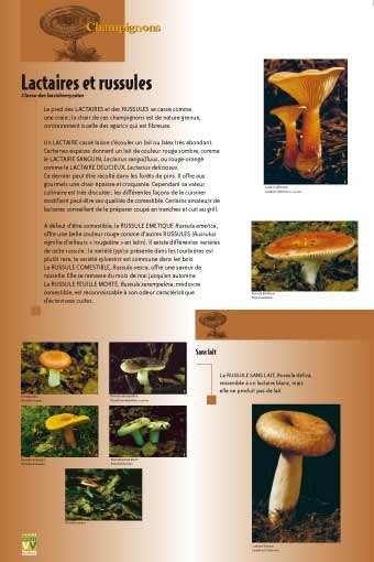 Panneau de l'exposition Champignons