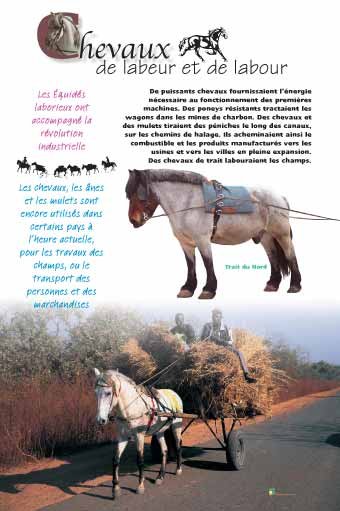Panneau de l'exposition Chevaux