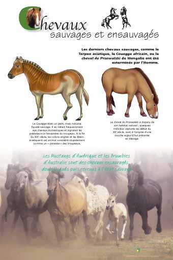 Panneau de l'exposition Chevaux
