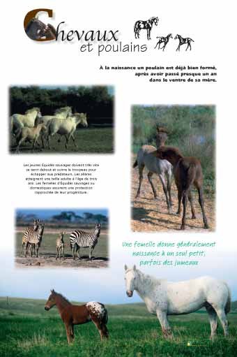 Panneau de l'exposition Chevaux