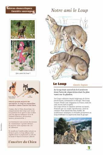 Panneau de l'exposition Chiens sauvages et domestiques