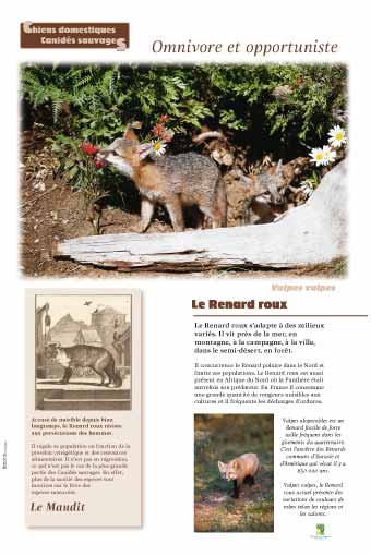 Panneau de l'exposition Chiens sauvages et domestiques