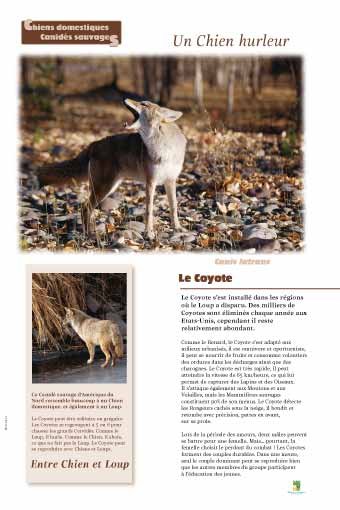 Panneau de l'exposition Chiens sauvages et domestiques
