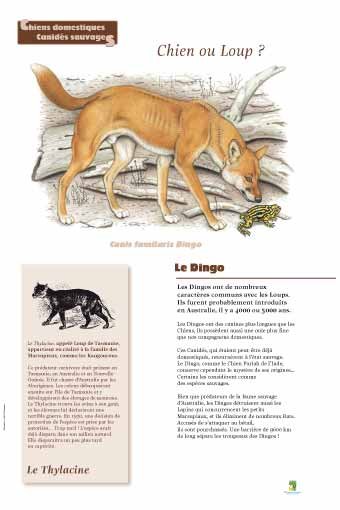 Panneau de l'exposition Chiens sauvages et domestiques