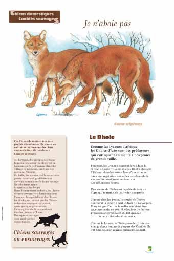 Panneau de l'exposition Chiens sauvages et domestiques