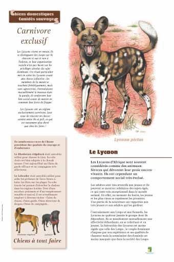 Panneau de l'exposition Chiens sauvages et domestiques