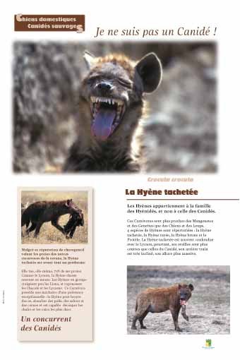 Panneau de l'exposition Chiens sauvages et domestiques