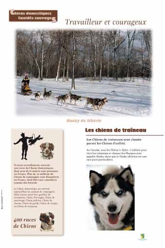 Panneau de l'exposition Chiens sauvages et domestiques
