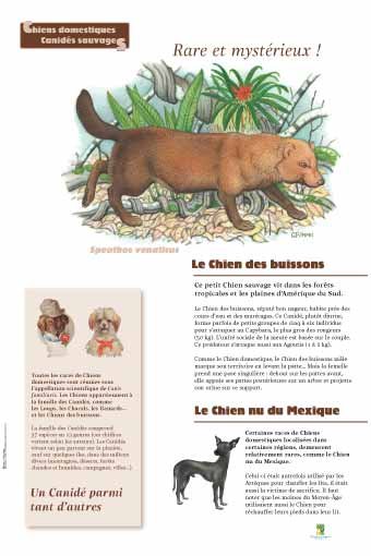 Panneau de l'exposition Chiens sauvages et domestiques