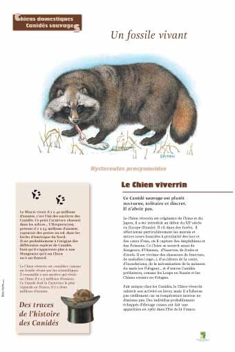 Panneau de l'exposition Chiens sauvages et domestiques