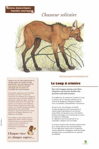 Panneau de l'exposition Chiens sauvages et domestiques