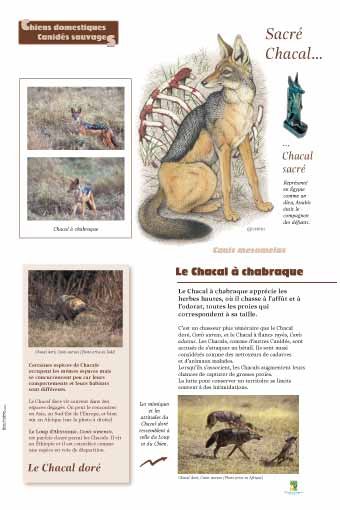 Panneau de l'exposition Chiens sauvages et domestiques