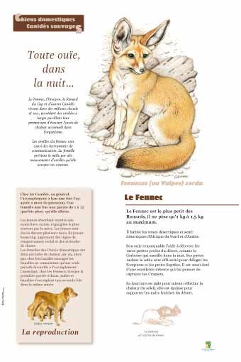 Panneau de l'exposition Chiens sauvages et domestiques