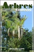 Arbres coniferes