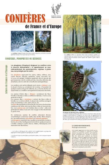 Panneau de l'exposition Arbres coniferes