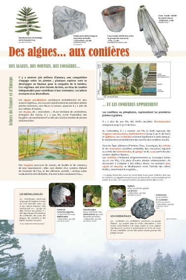 Panneau de l'exposition Arbres coniferes