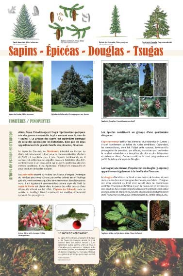 Panneau de l'exposition Arbres coniferes