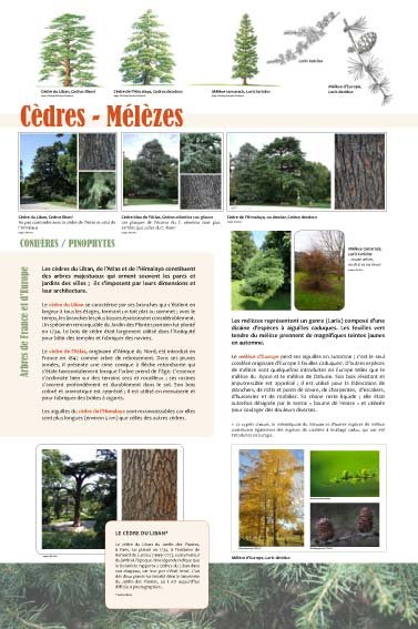 Panneau de l'exposition Arbres coniferes