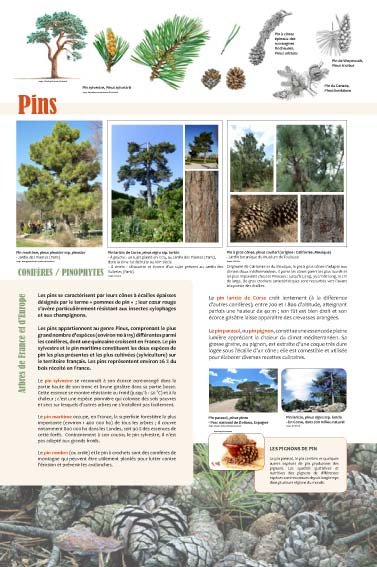 Panneau de l'exposition Arbres coniferes