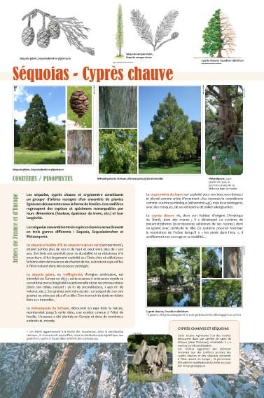 Panneau de l'exposition Arbres coniferes