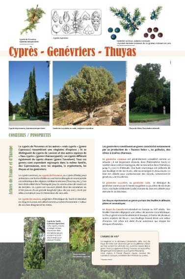 Panneau de l'exposition Arbres coniferes