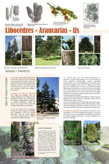 Panneau de l'exposition Arbres coniferes