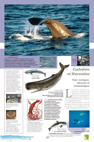 Panneau de l'exposition Dauphins Baleines Marsouins
