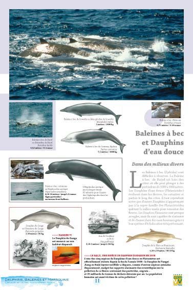 Panneau de l'exposition Dauphins Baleines Marsouins