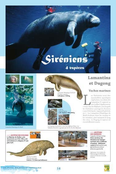 Panneau de l'exposition Dauphins Baleines Marsouins
