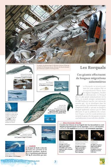 Panneau de l'exposition Dauphins Baleines Marsouins