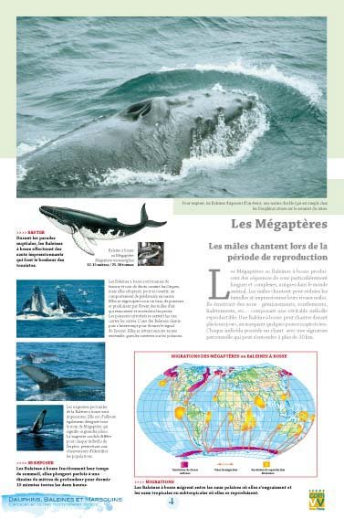 Panneau de l'exposition Dauphins Baleines Marsouins