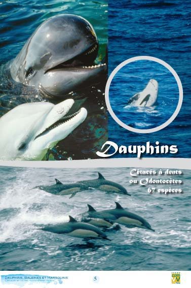 Panneau de l'exposition Dauphins Baleines Marsouins