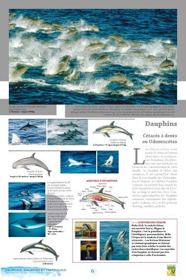 Panneau de l'exposition Dauphins Baleines Marsouins
