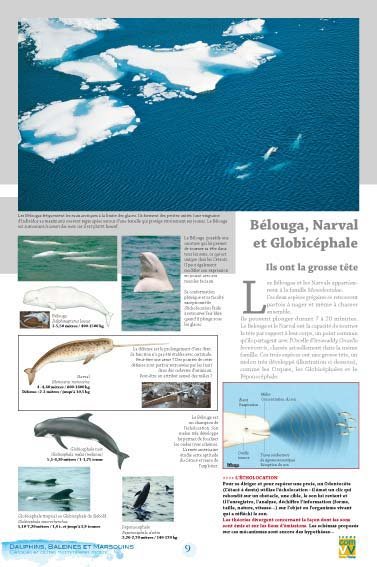 Panneau de l'exposition Dauphins Baleines Marsouins