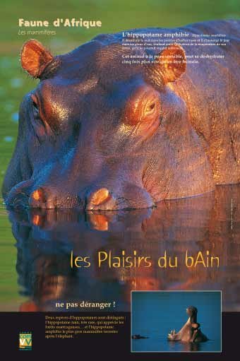 Panneau de l'exposition Faune d'Afrique