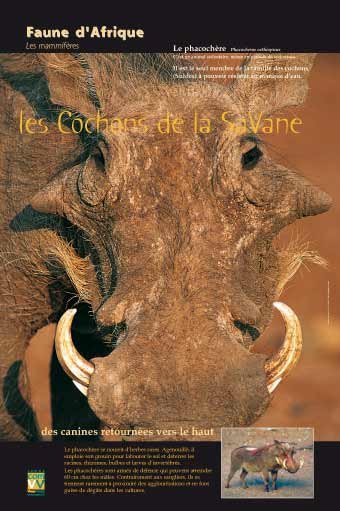 Panneau de l'exposition Faune d'Afrique