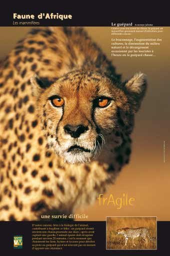 Panneau de l'exposition Faune d'Afrique