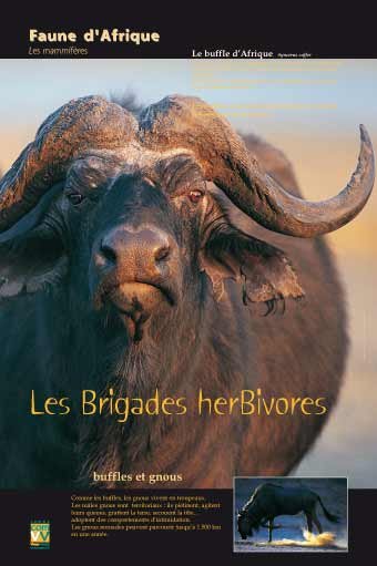 Panneau de l'exposition Faune d'Afrique