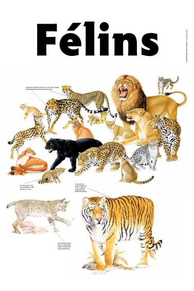 Panneau de l'exposition Felins