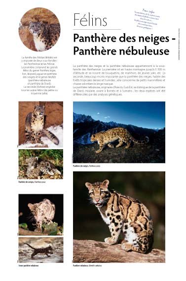 Panneau de l'exposition Felins