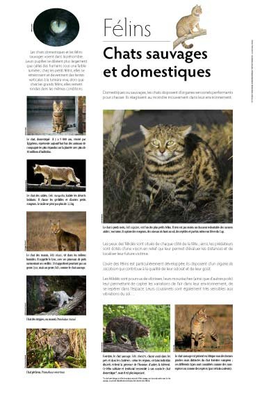 Panneau de l'exposition Felins