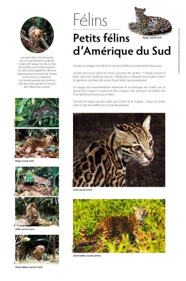 Panneau de l'exposition Felins