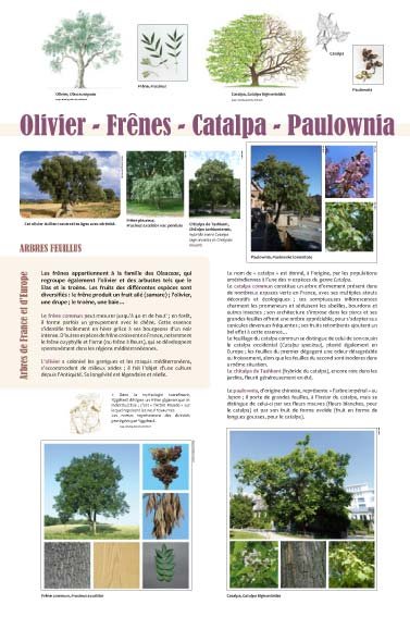Panneau de l'exposition Arbres feuillus