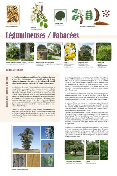 Panneau de l'exposition Arbres feuillus