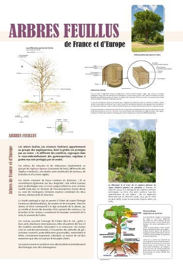 Panneau de l'exposition Arbres feuillus