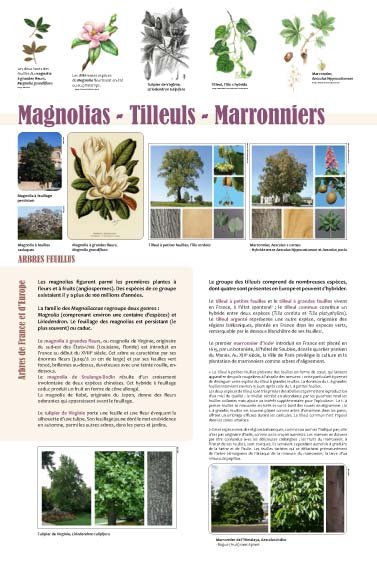 Panneau de l'exposition Arbres feuillus