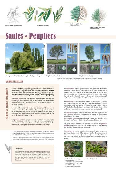 Panneau de l'exposition Arbres feuillus